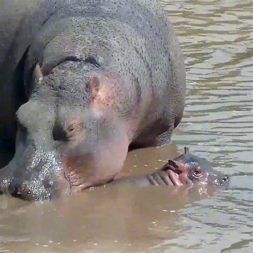 988K views · 10K reactions | Hip, hippo-ray to the birth of this little one over the weekend! Congrats momma-potamus! 鍊 | explore.org | Facebook