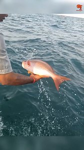15K views · 91 reactions | Catching Vermillion Snapper in the Sea #fishing #fishingvideos #fishingtime | Neerulagam | Facebook