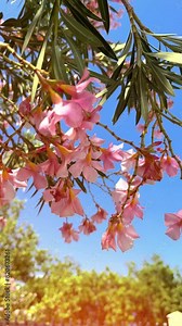 An incredibly beautiful pink flowering magnolia tree. Magnolia flowers on the petals of which water is reflected in the spring season. High quality 4k footage