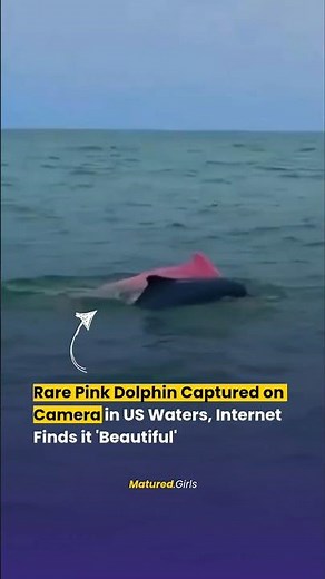 Viral Video: Rare Pink Dolphin Captured on Film for the First Time