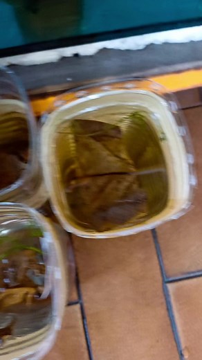 #daunbetta #bettadepot #bettael #cooperhm #betta #blackwater #bettaleaf #dumboHM Betta E.L | Betta E.L