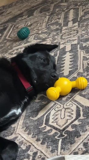 Baby Bear Introduction