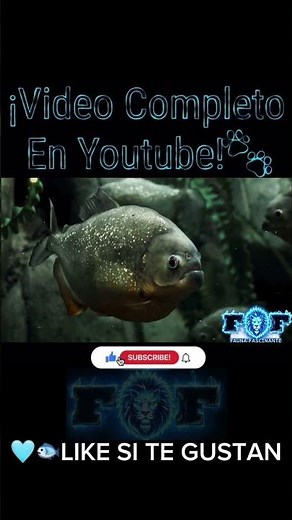 The Truth About the Piranhas of the Amazon