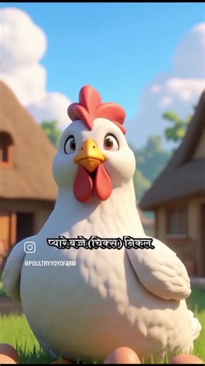 I can see a chick brooder setup with a large number of day-old chicks, hanging bell drinkers, feeder