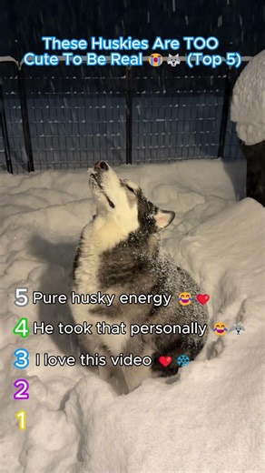These Huskies Are TOO Cute To Be Real 😭🐺 (Top 5) #dogs #cute #crazy #funny