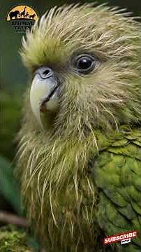 Why the Kakapo Parrot May Be the Rarest Bird Alive!