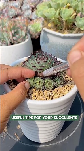 Propagating Succulents by Offsets 🌱 How to Separate and Plant Baby Pups