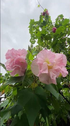 Nature’s Color-Changing Wonder – Hibiscus Mutabilis Timelapse 🌸#timelapse #naturebliss #shorts