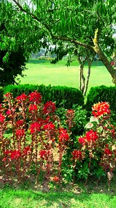 889K views · 21K reactions | Nishat Garden Srinagar #explore #Nishat #garden #srinagar | Nature And Life Of Kashmir | Facebook