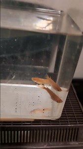 Turtle, Turtle! No, Golden Tortoise Shell Medaka Rice Fish! (2025) #shorts #drockingfish