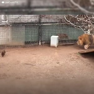 Quatre teckels entrent sans crainte dans la cage d'un lion. Ils y sont accueillis par Bonedigger, qui est déjà prêt. Le félin se met à les poursuivre, sous les yeux et la patience de son maître. Ce "combat" peut durer plusieurs minutes, et la fin est incertaine. Pourtant, John Reinke ne les arrête pas. Car il sait que ces cinq-là sont unis par un lien aussi improbable que spécial. | Le Kiwi