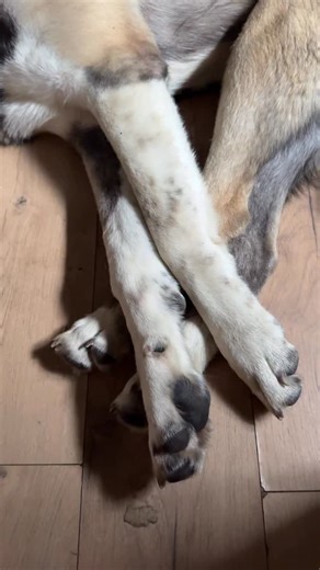 K9 Academy | Dog Training & Behaviour Modification on Instagram