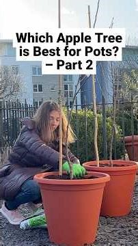 Which Apple Tree is Best for Pots? - Part 2 #shorts #appletree #containergardening