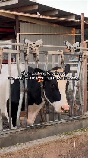 35K views · 35 reactions | “Davis? What’s in Davis?” 廊 Don’t make the mistake of sleeping on Davis! There are infinite core memories to be made here, and it can all start with a simple decision. Forever greatful to call this cowtown home 凉 | My Davis California | Facebook