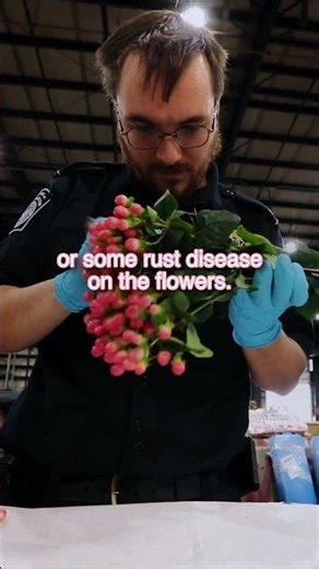 Inspecting Flowers - Searching for Invasive Bugs (Pest) | CBP