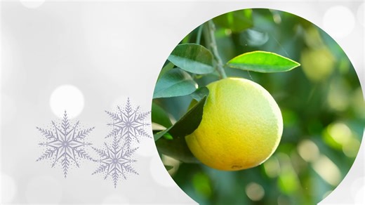 Today is the Winter Solstice, marking the official first day of winter and also the shortest day of the year! | FreshPoint