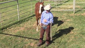 43K views · 1.5K reactions | Total Feeds, Inc. American Hat Company 5 Star Equine Products Olsen Equine CJF Triangle C Ranch Lucerne Farms - Quality Forage Feed Products @kiserAreana | Chris Cox Horsemanship | Facebook