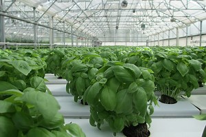 Grow Basil Hydroponically - How to Start New Plants and Keep Them Healthy