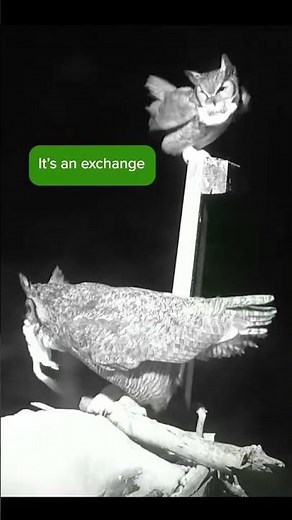 Owls Mate And Prepare For Spring