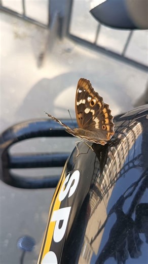 butterfly 🦋✨. #russia