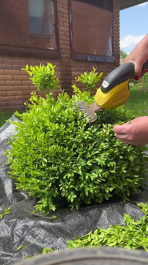 Effective Techniques for Trimming Round Green Bushes