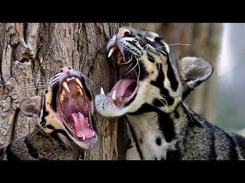 Clouded Leopard- The Elusive Big Cat of Southeast Asia