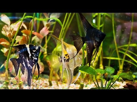 How to Clean Algae from a Fish Tank | Aquarium Care