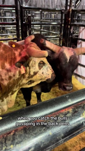 Bullfighting Horse Merlin Spills the Tea with Back Pen Gossiping Bulls