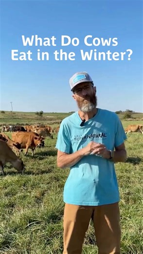 Kalona SuperNatural: #AlmostRaw Organic Dairy from Small Farms | Phil Forbes, our Senior Director of Supply Chain, is here talking about what our cows eat in the winter! Comment below questions for Phil ⬇️ | Instagram