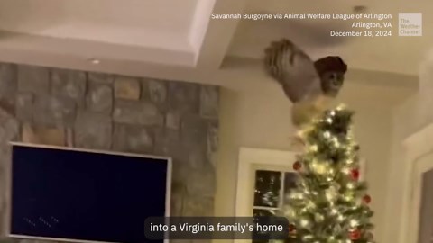 What A Hoot: Owl Flies Onto Virginia Family’s Christmas Tree