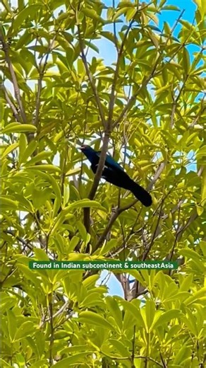 Black Cuckoo #birds #nature