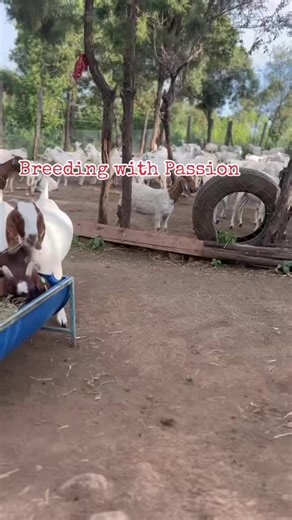 Goat Farming is a long term investment. Take time to invest and you will reap fruits along the way. #goat🐐 #goatfarm #farmgoats #boergoatskenya #goatfarmingkenya #onthisday