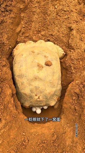 The whole process of turtles laying eggs, turtles, daily life of raising turtles, turtles, turtl