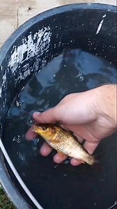 Releasing baby carp in my pond 🐟😍