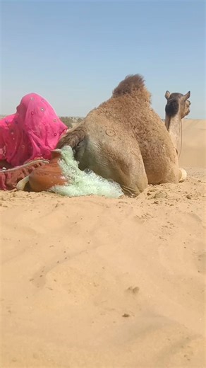 العروس الجميلة وذلك السر الفريد للصحراء: ما الذي أخرجته فجأة وهي جالسة على جمل