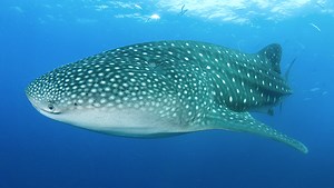 Oman residents can now swim with the sharks