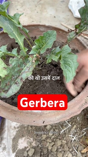 🌼Gerbera plant care tips|| Flower Season Gerbera plant #plantinfo