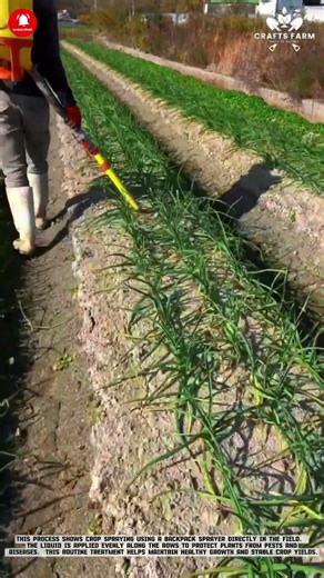 Backpack Sprayer Application: Manual Crop Protection in Field Rows