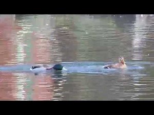 Mallard courtship and mating