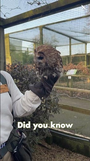 Have you heard a Tawny Owl?