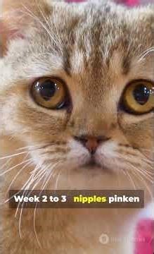 Things you should know if ur cat 🐈is pregnant Subscribe for more❤️