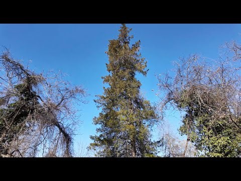 A visit to the Loneliest Christmas Tree in Washington, D.C.