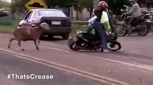 Devvo Goat LMAO! ThatsCrease.com | ThatsCrease