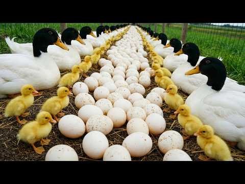 How to Raise Laying Ducks Naturally for Eggs & Profit | Full Duck Farming Process at Home 🦆🥚