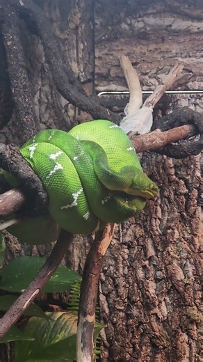 A Green Tree Boa at Liberty Science Center