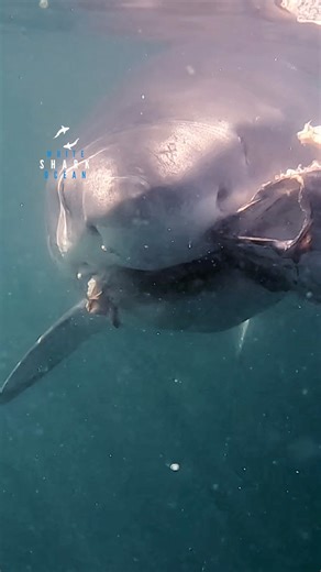 Great White Tears Flesh From Fish | White Shark Ocean