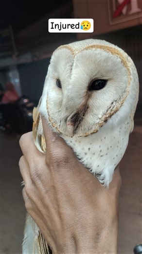 This Barn Owl was badly injured 😢Timely rescue = saved life 🕊️#SaveBirds#RescueMission #WildlifeCare