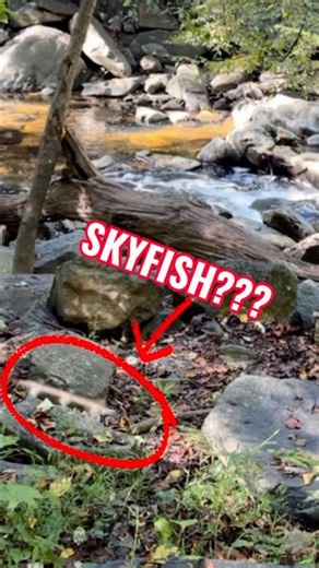 Is this a Skyfish or a Dragonfly?