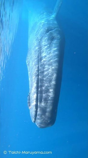 🐋地球史上最大級の生物／シロナガスクジラが目の前に！