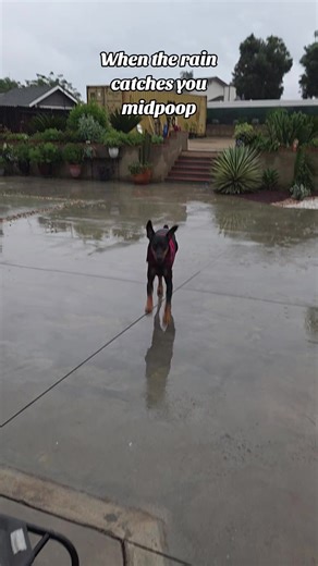 Doberman's Hilarious Rainy Day Dilemma